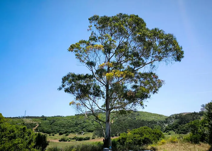 The Windhouse Casa vacanze São Bartolomeu